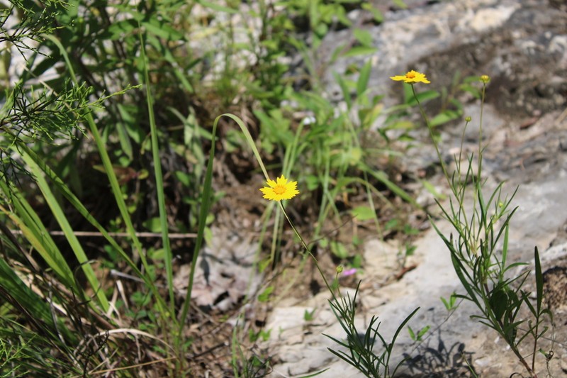 Largeflower Tickseed photo 7