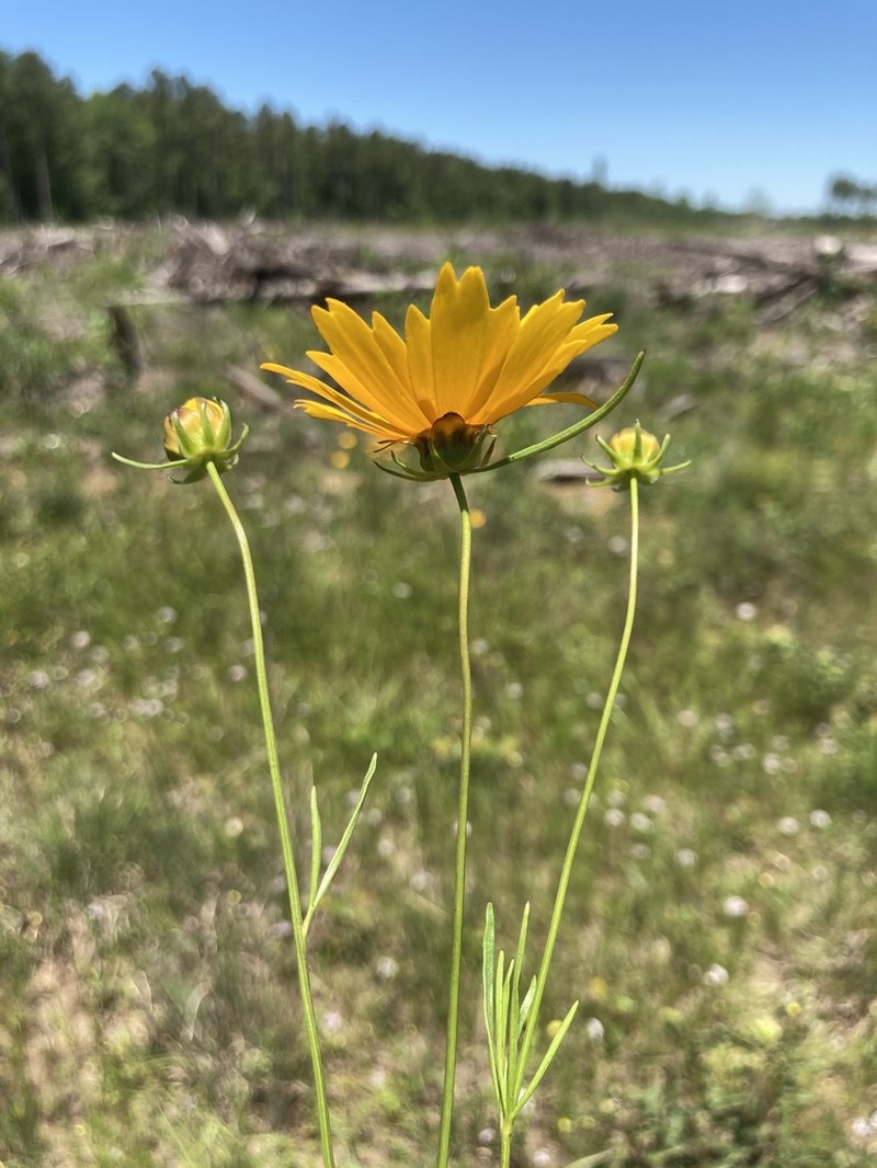 Largeflower Tickseed photo 8