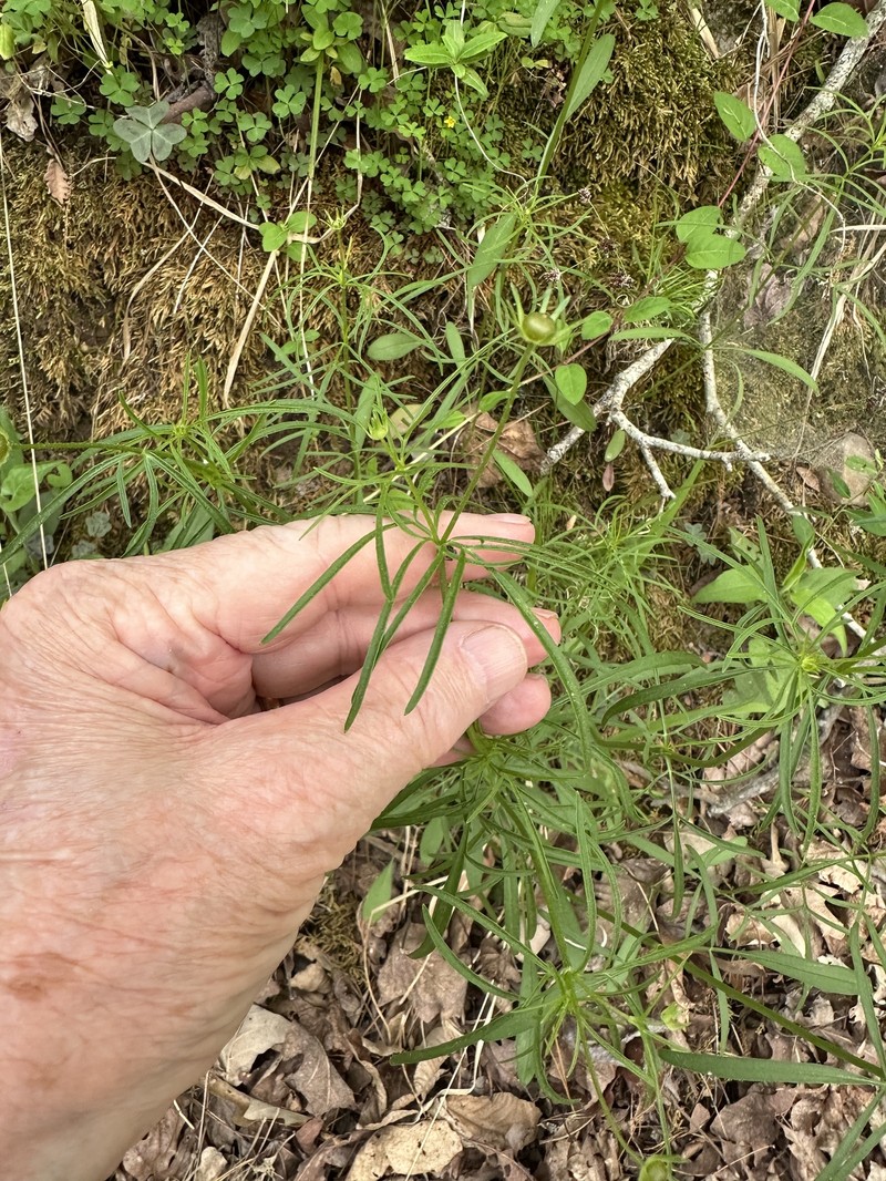 Coreopsis grandiflora var. grandiflora