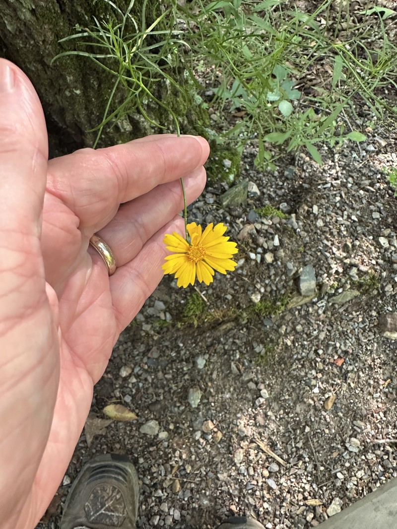 Coreopsis grandiflora var. grandiflora photo 2