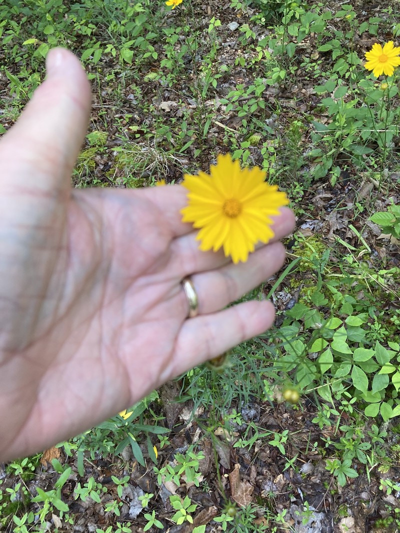 Coreopsis grandiflora var. grandiflora photo 4