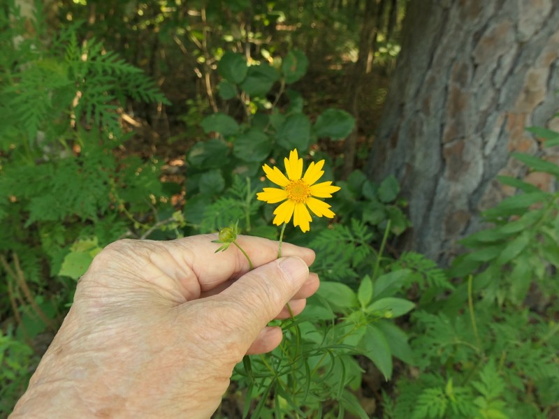 Coreopsis grandiflora var. grandiflora photo 5