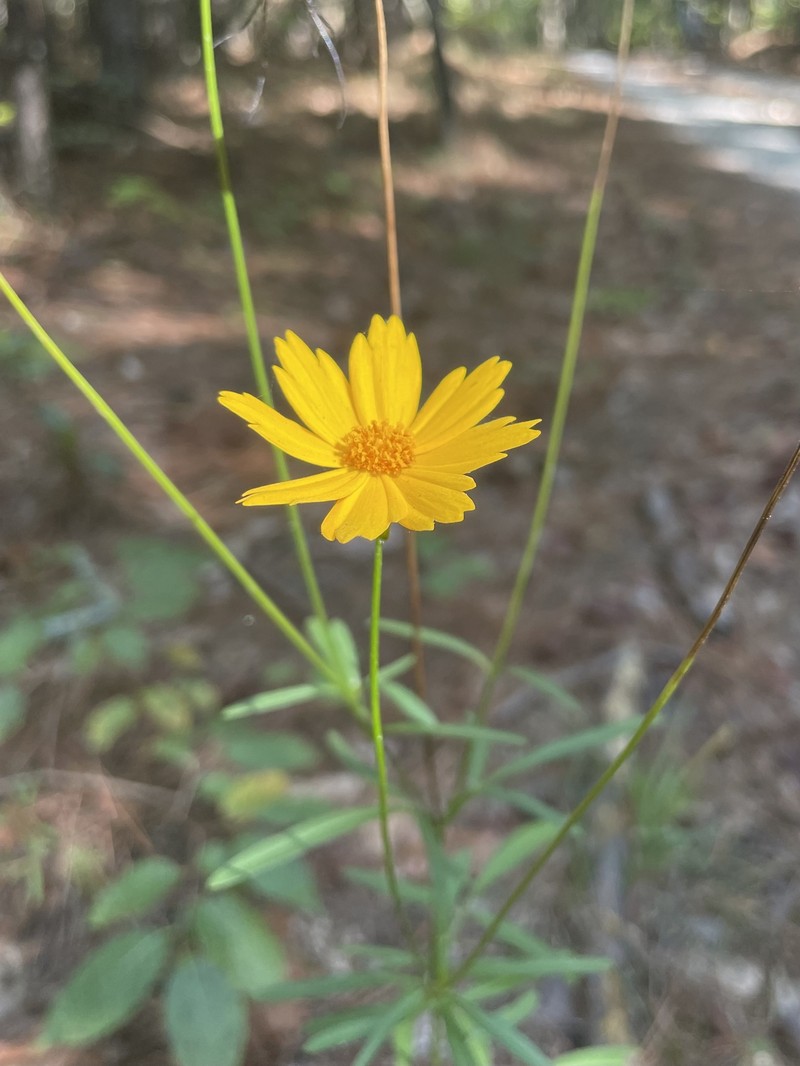 Coreopsis grandiflora var. grandiflora photo 6