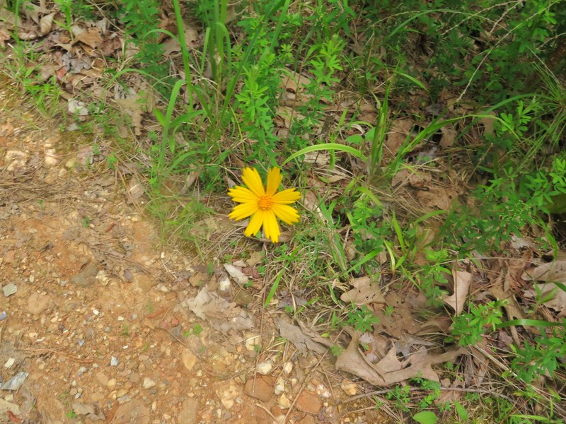 Coreopsis grandiflora var. grandiflora photo 7