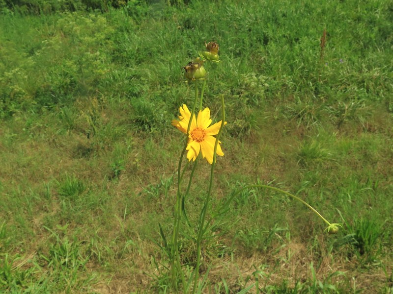 Coreopsis grandiflora var. grandiflora photo 8