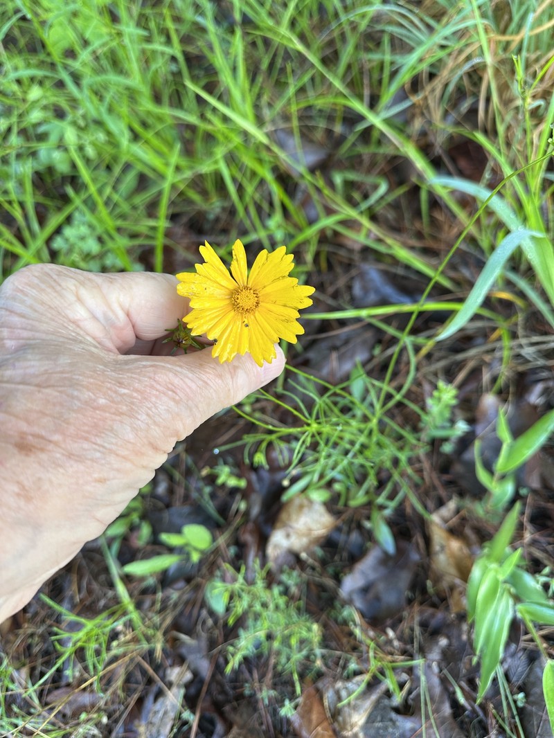 Coreopsis grandiflora var. harveyana