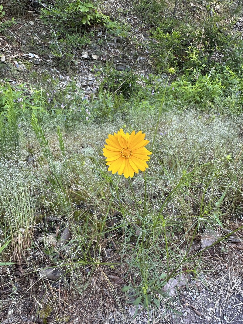 Coreopsis grandiflora var. harveyana photo 2