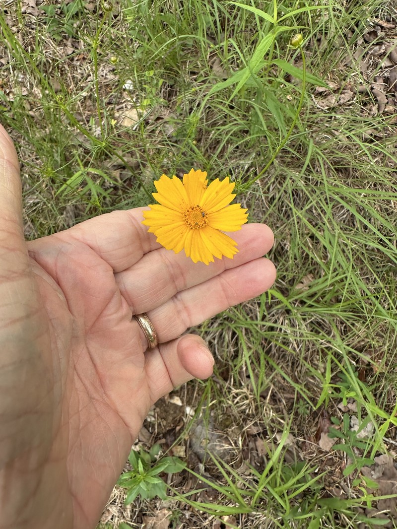 Coreopsis grandiflora var. harveyana photo 3