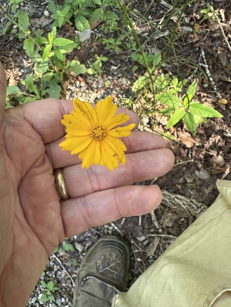 Coreopsis grandiflora var. harveyana photo 4