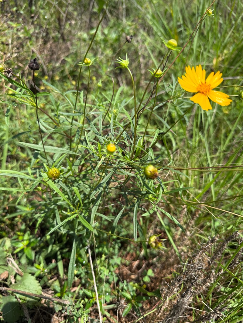 Coreopsis grandiflora var. harveyana photo 5
