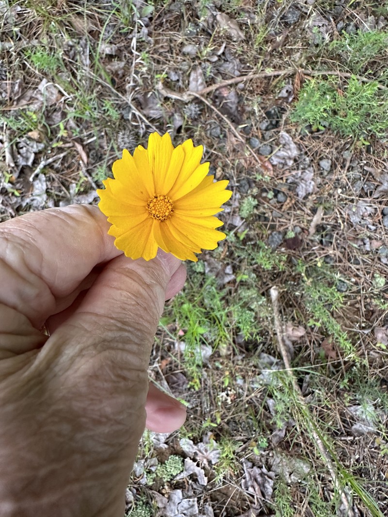 Coreopsis grandiflora var. harveyana photo 6