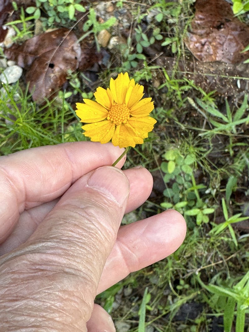 Coreopsis grandiflora var. harveyana photo 7