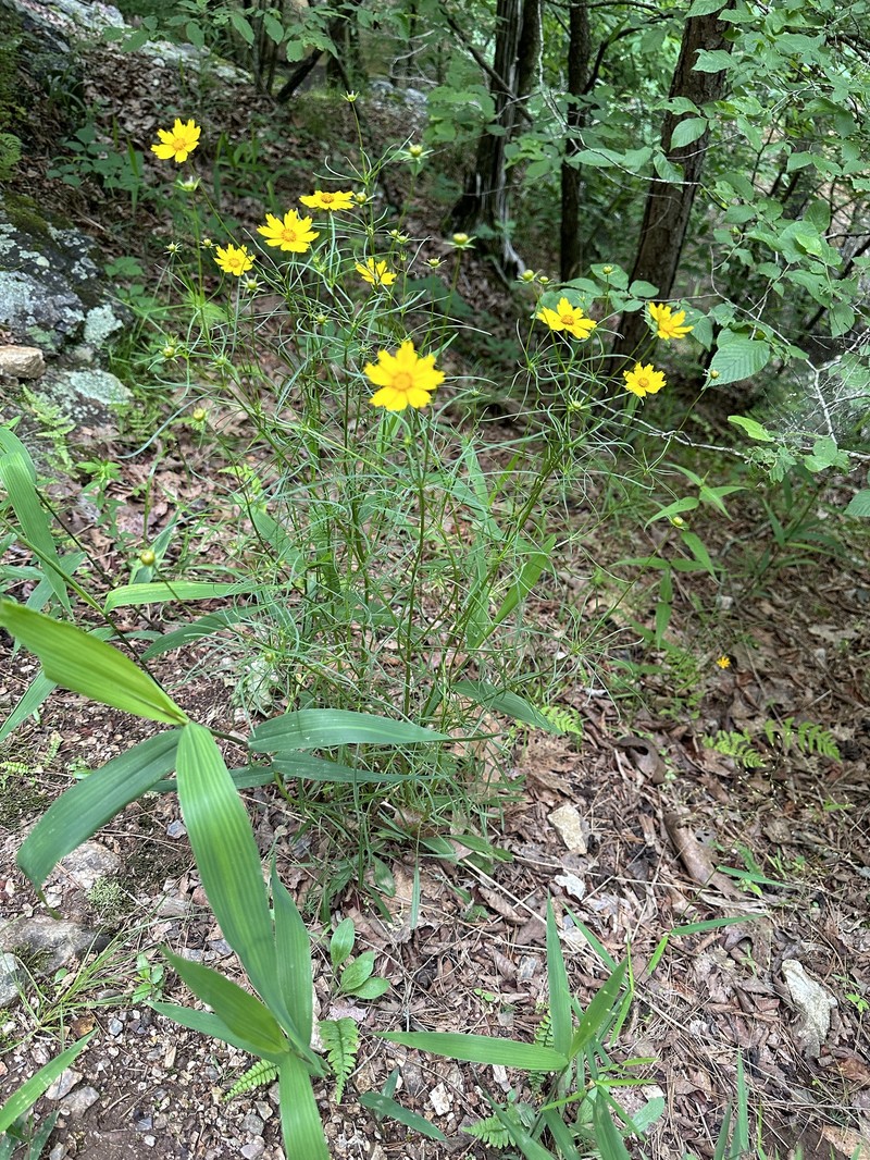 Coreopsis grandiflora var. harveyana photo 8