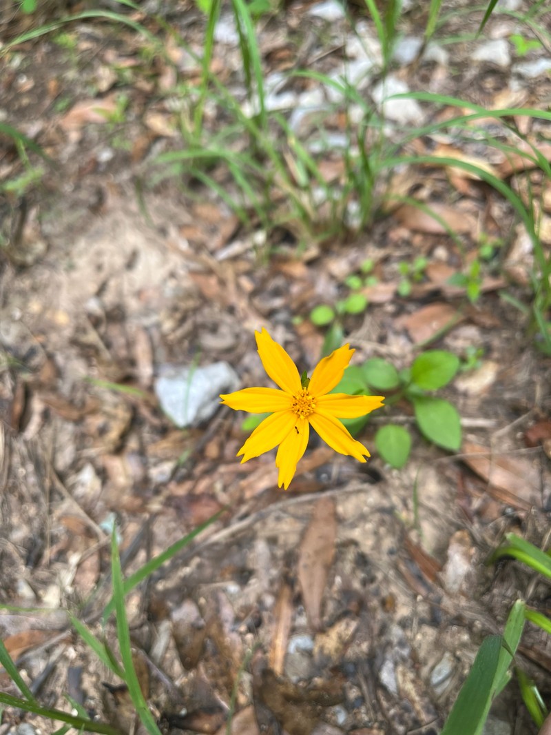 Coreopsis grandiflora var. inclinata