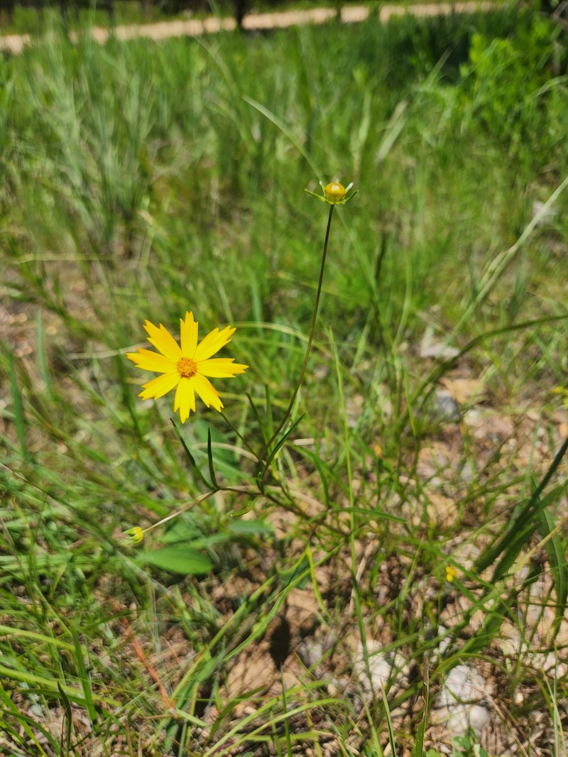 Coreopsis grandiflora var. inclinata photo 2