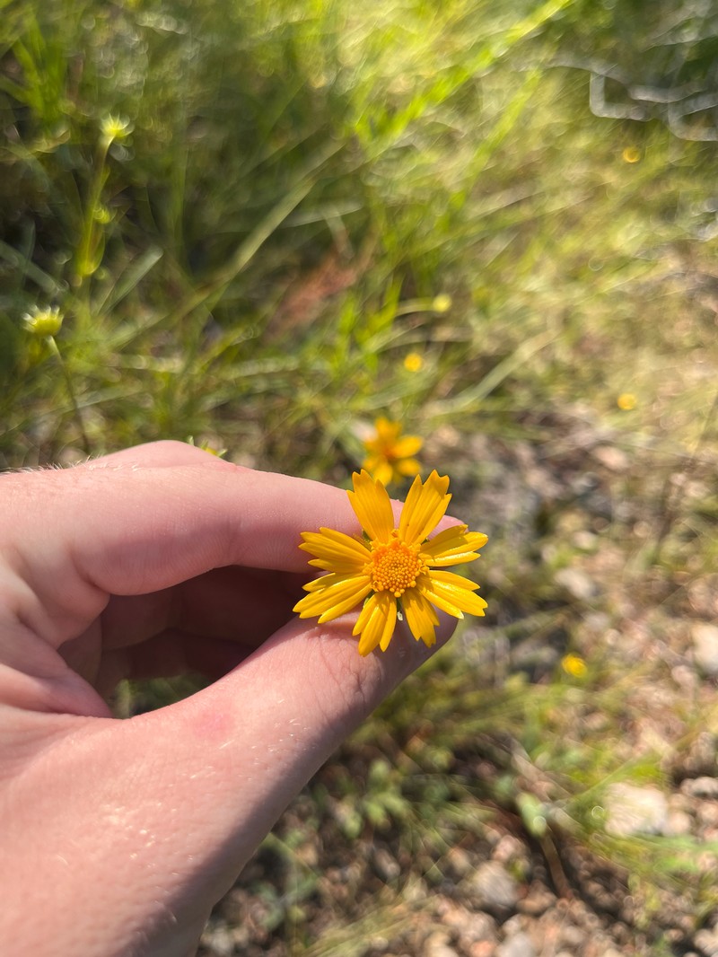 Coreopsis grandiflora var. inclinata photo 3