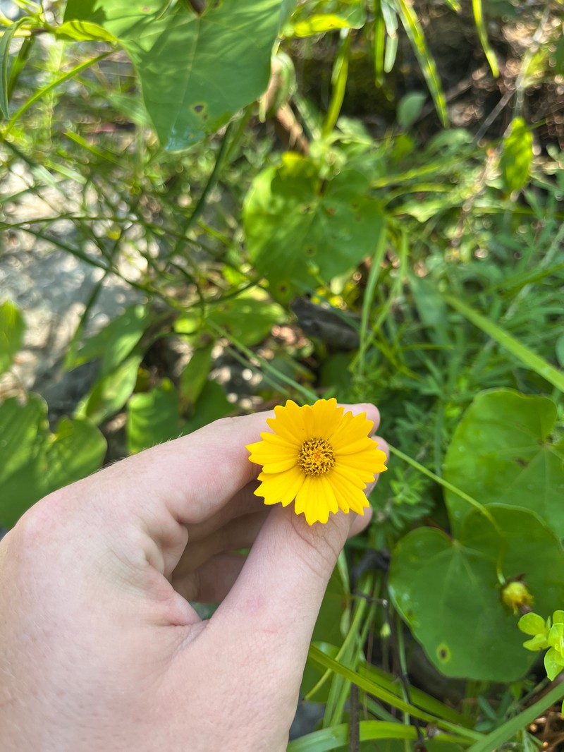 Coreopsis grandiflora var. inclinata photo 4