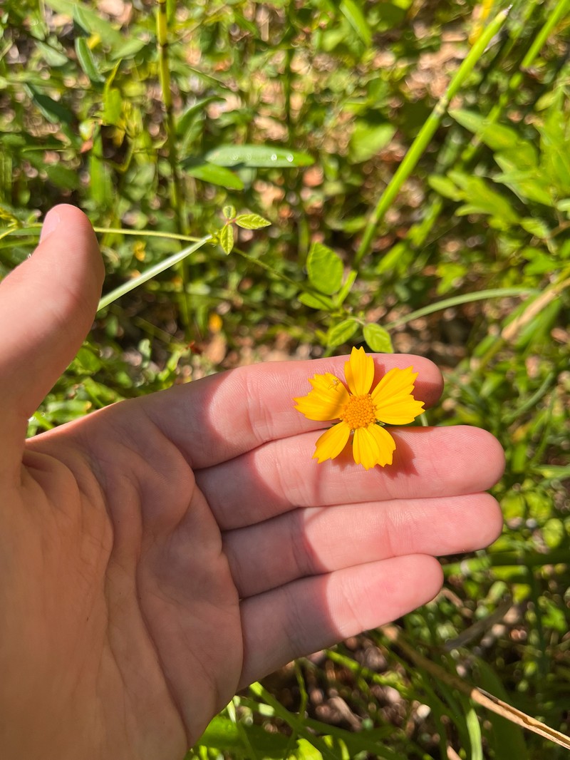 Coreopsis grandiflora var. inclinata photo 5