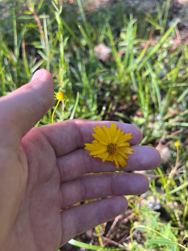 Coreopsis grandiflora var. inclinata photo 6