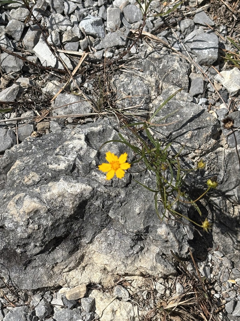 Coreopsis grandiflora var. inclinata photo 7