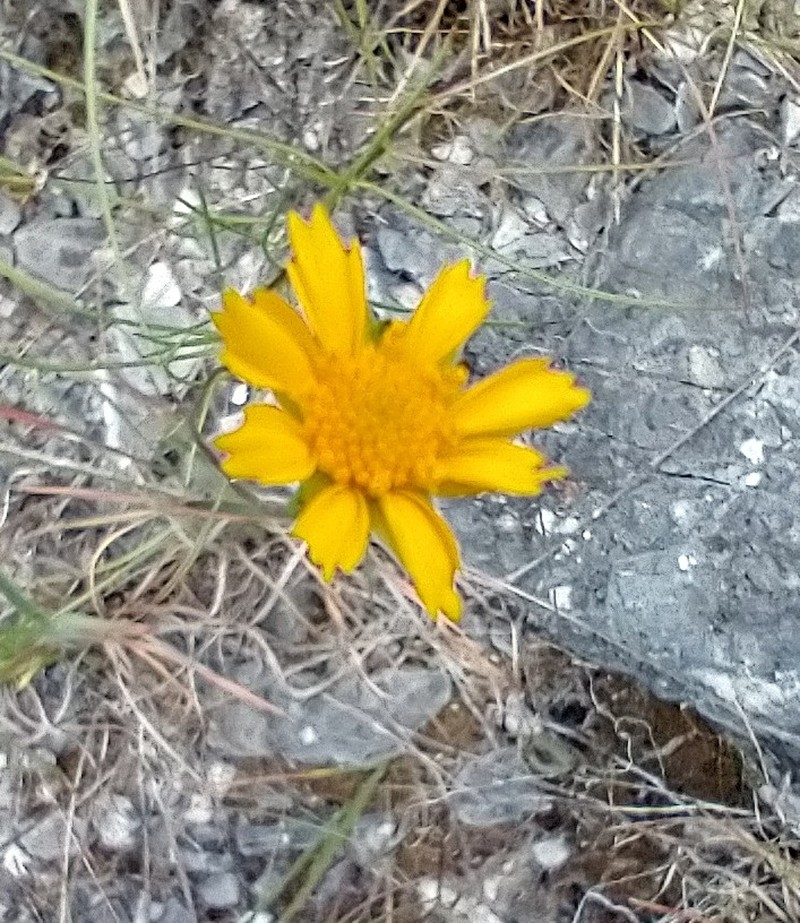 Coreopsis grandiflora var. inclinata photo 8