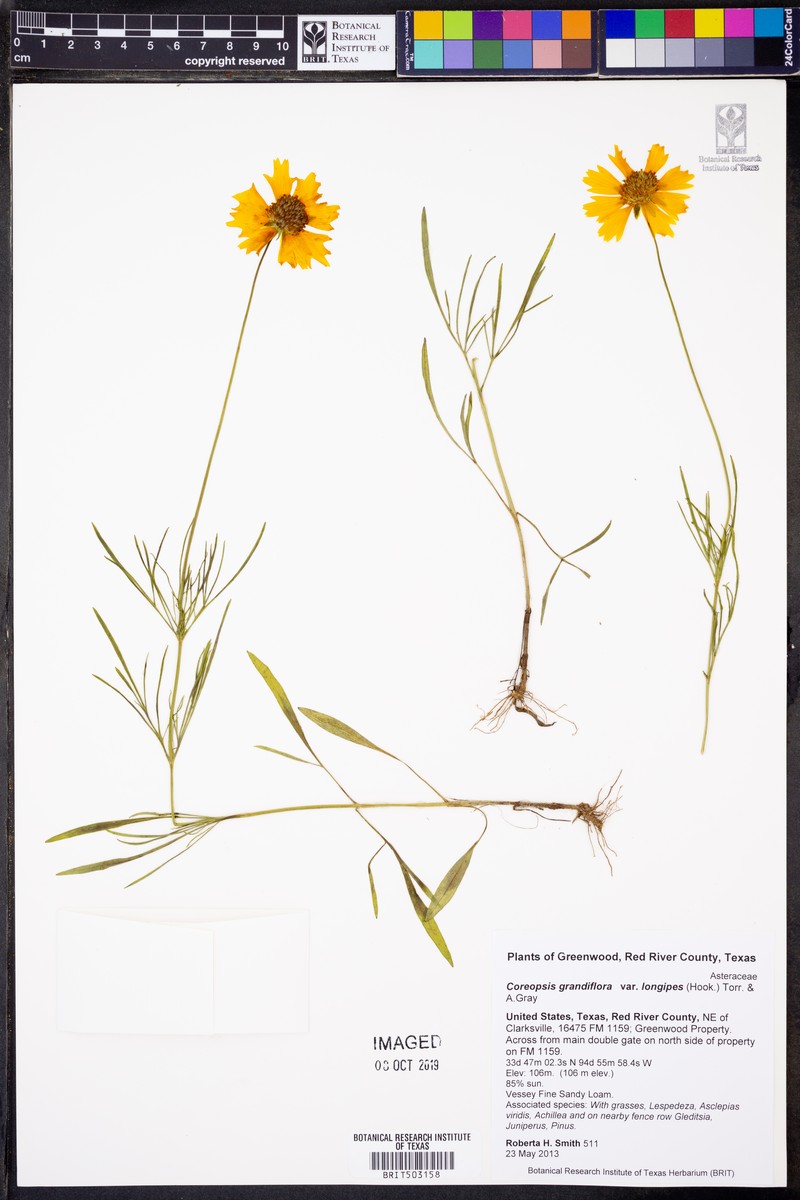 Coreopsis grandiflora var. longipes photo 2