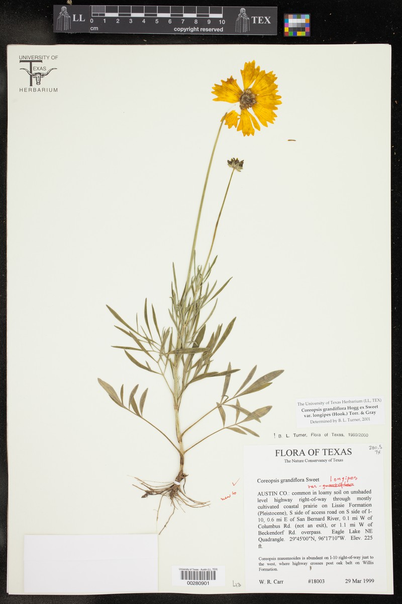 Coreopsis grandiflora var. longipes photo 3