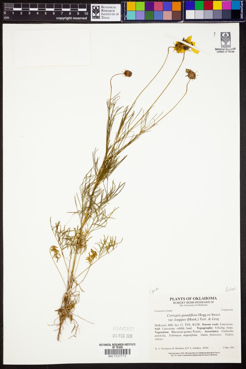 Coreopsis grandiflora var. longipes photo 4