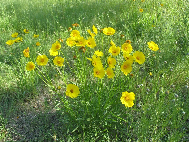 Coreopsis grandiflora var. longipes
