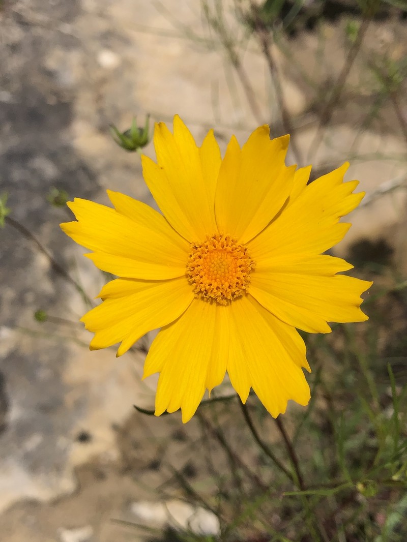 Coreopsis grandiflora var. saxicola