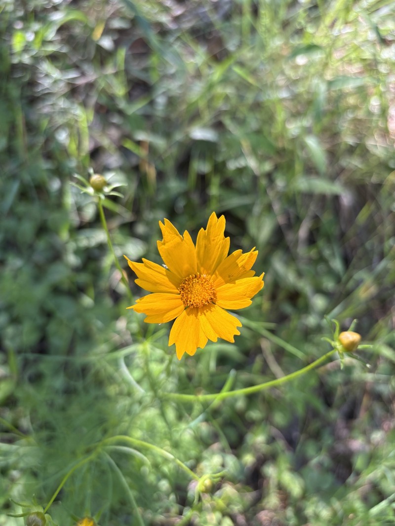 Coreopsis grandiflora var. saxicola photo 2