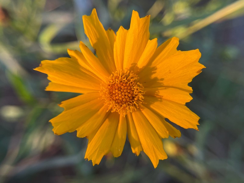 Coreopsis grandiflora var. saxicola photo 3