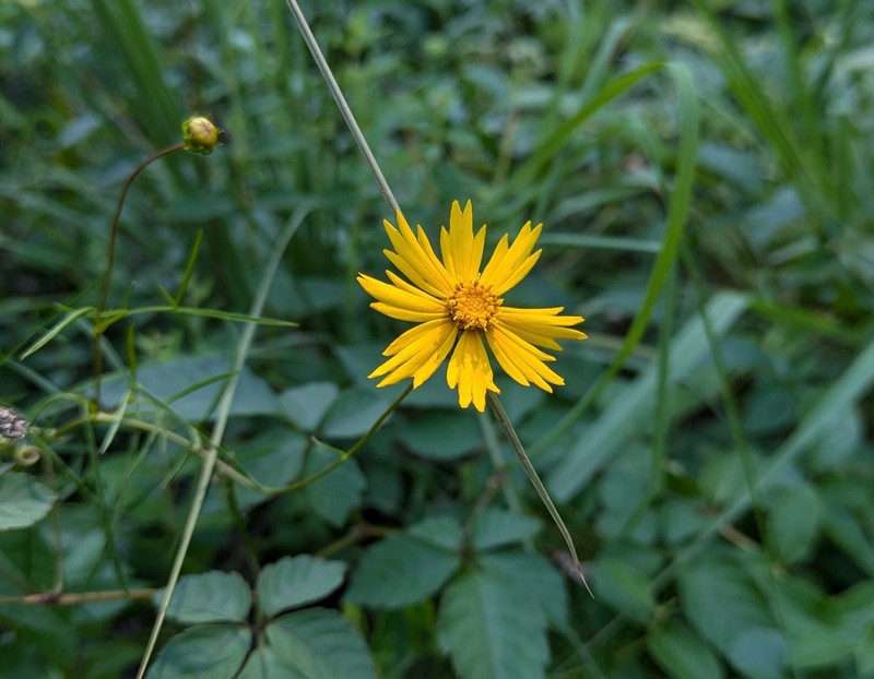 Coreopsis grandiflora var. saxicola photo 4