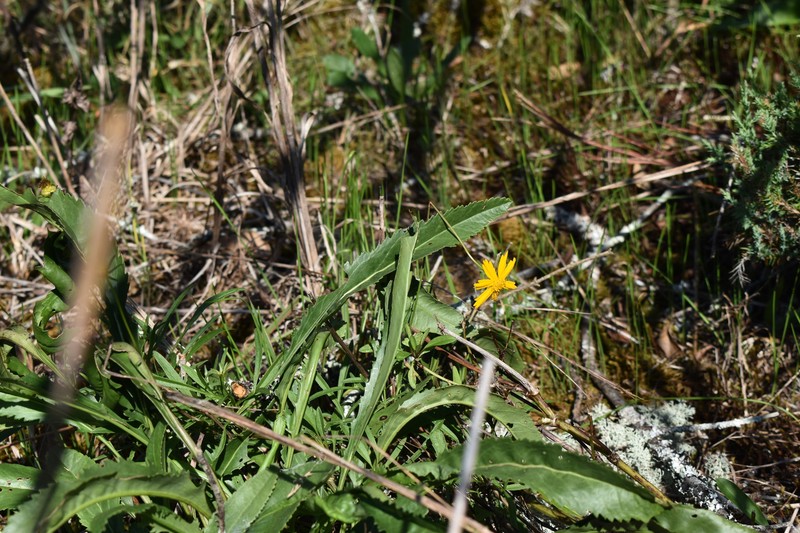 Coreopsis grandiflora var. saxicola photo 5