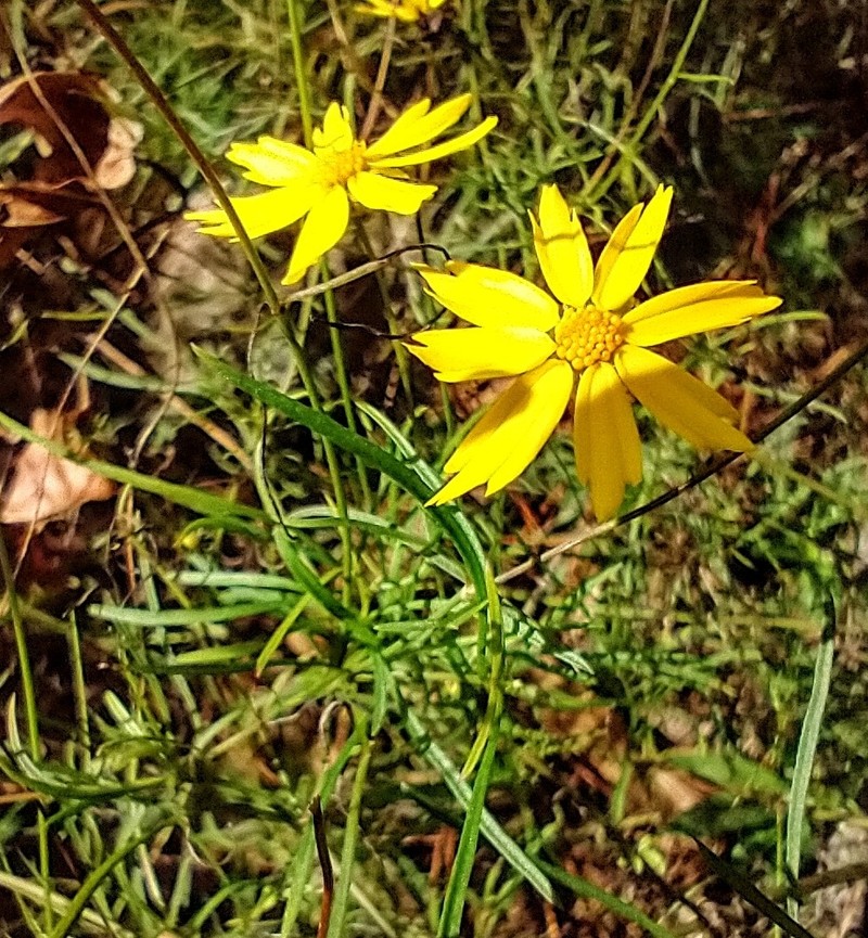 Coreopsis grandiflora var. saxicola photo 6