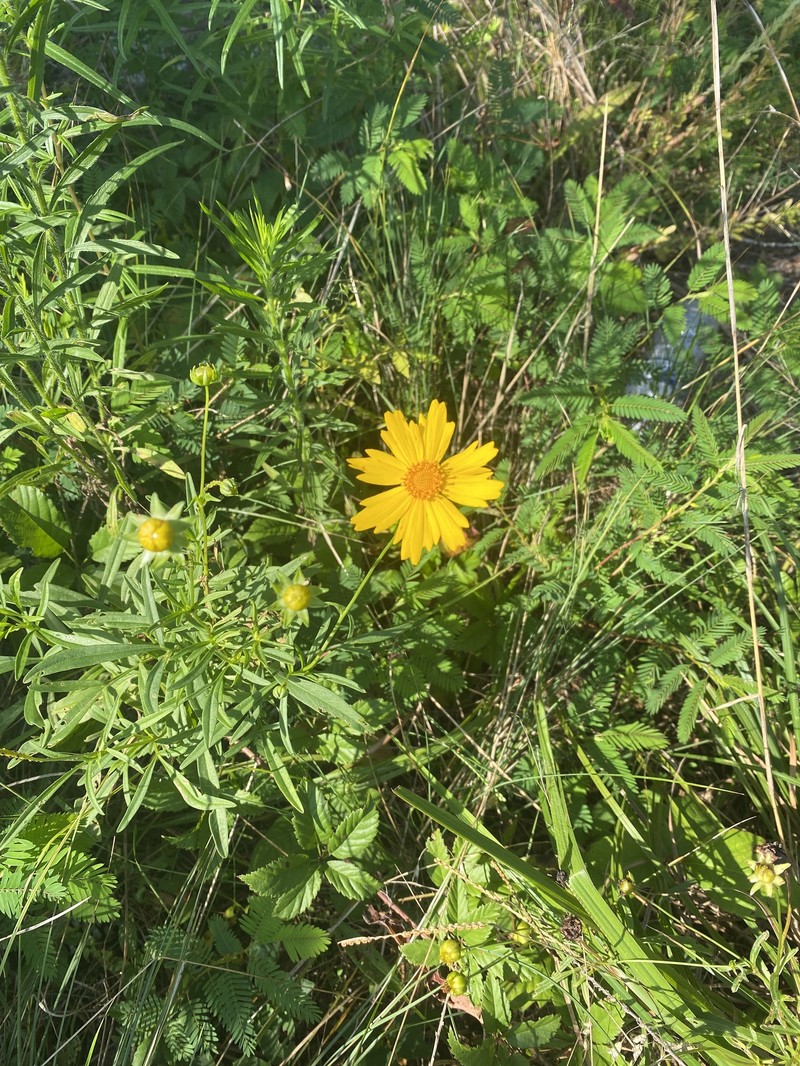 Coreopsis grandiflora var. saxicola photo 7