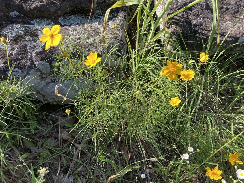 Coreopsis grandiflora var. saxicola photo 8