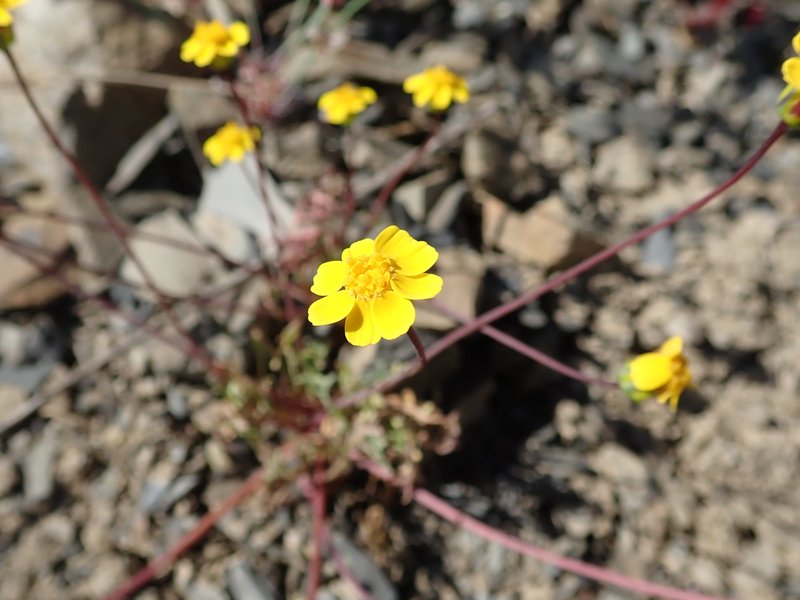Mt. Hamilton Tickseed