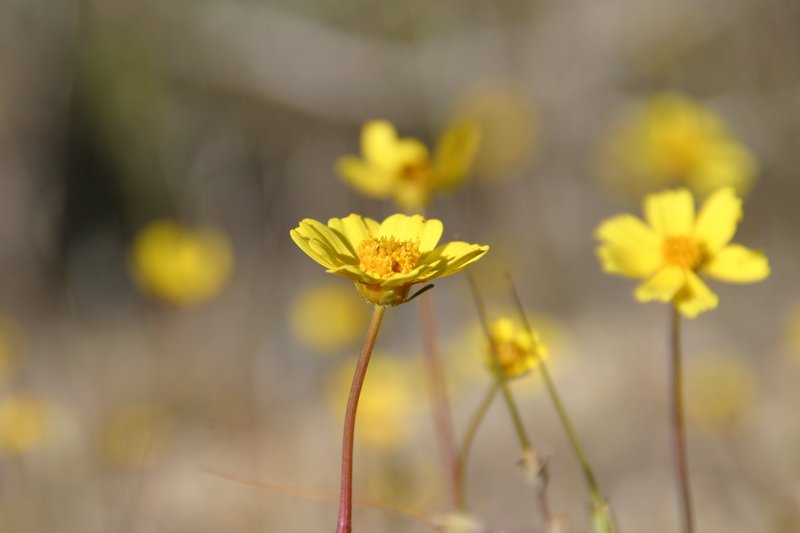 Mt. Hamilton Tickseed photo 2