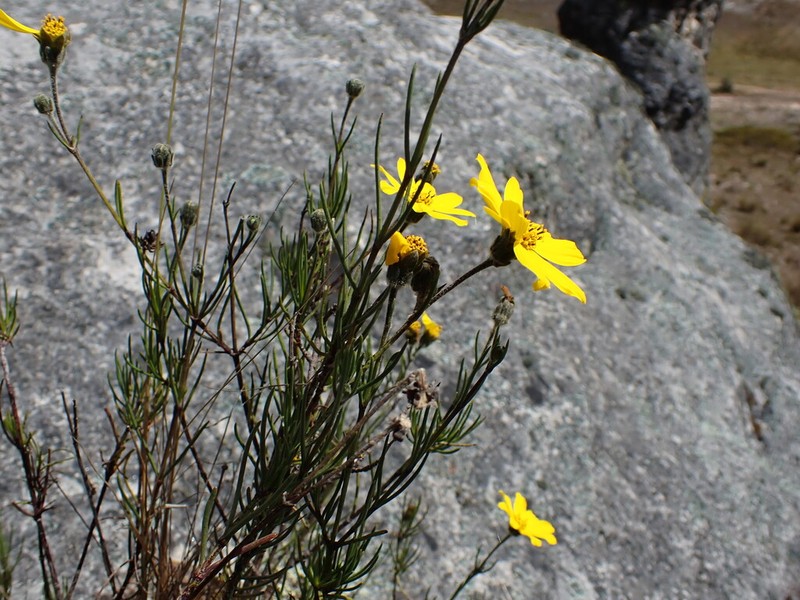 Coreopsis integra
