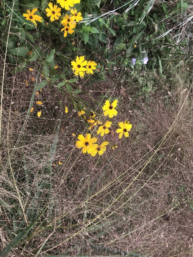Fringeleaf Tickseed