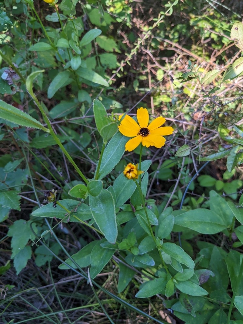 Fringeleaf Tickseed photo 2