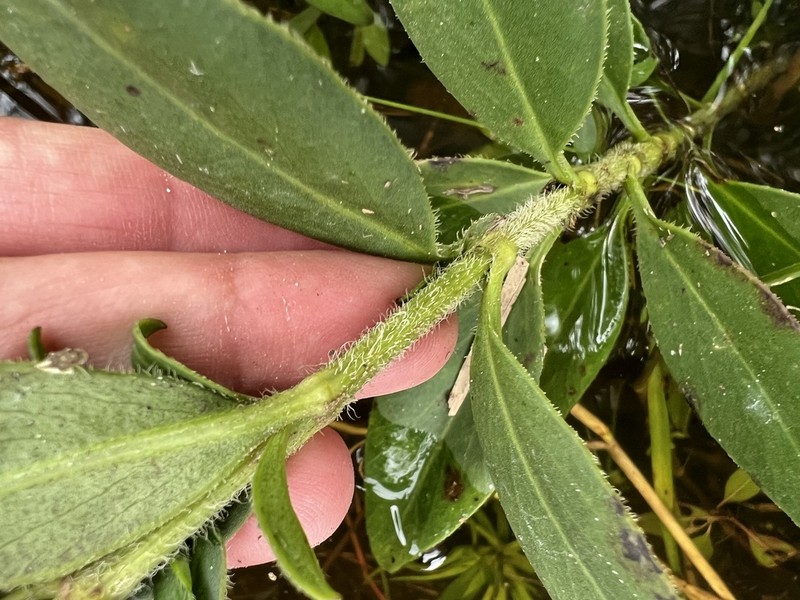 Fringeleaf Tickseed photo 3