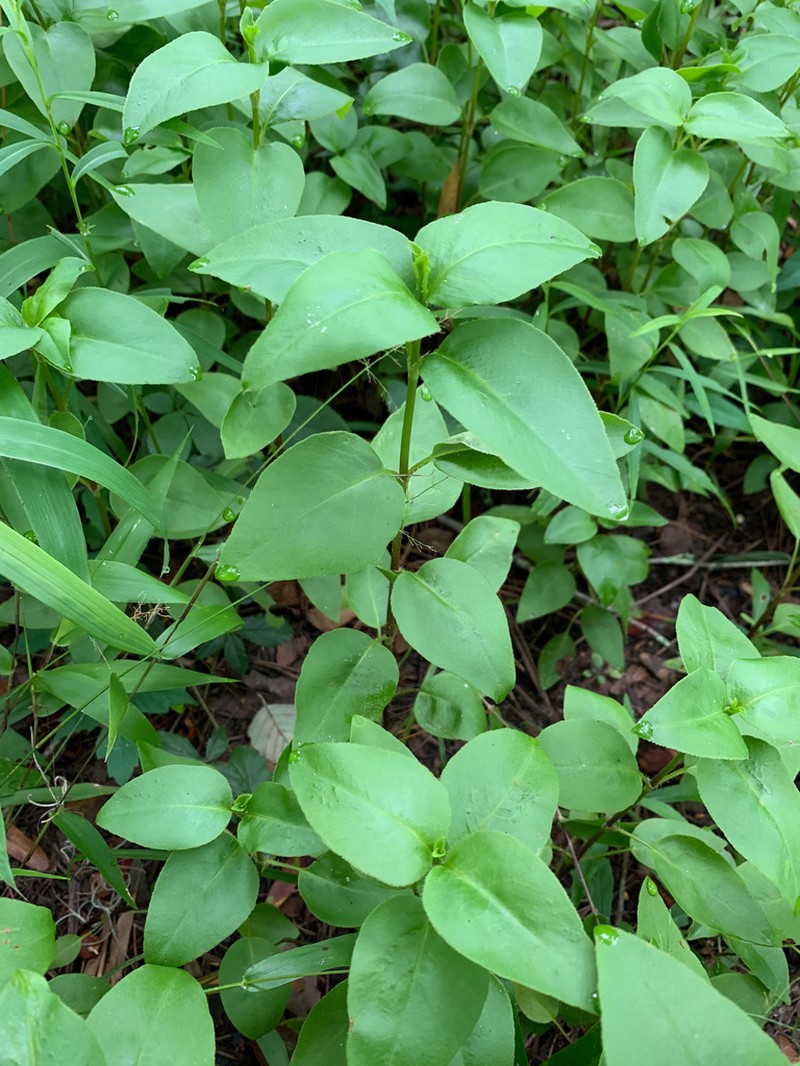 Fringeleaf Tickseed photo 4