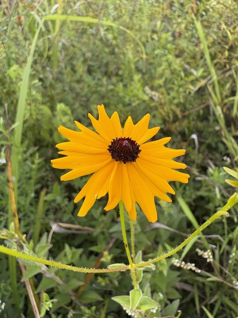 Fringeleaf Tickseed photo 5
