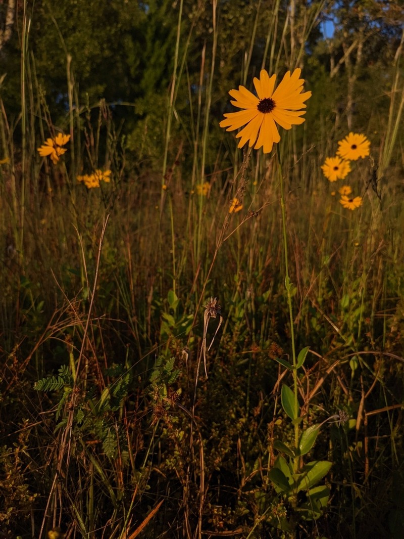 Fringeleaf Tickseed photo 6