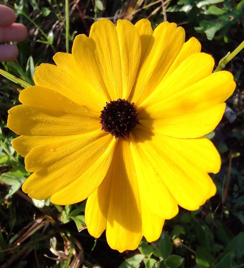 Fringeleaf Tickseed photo 7