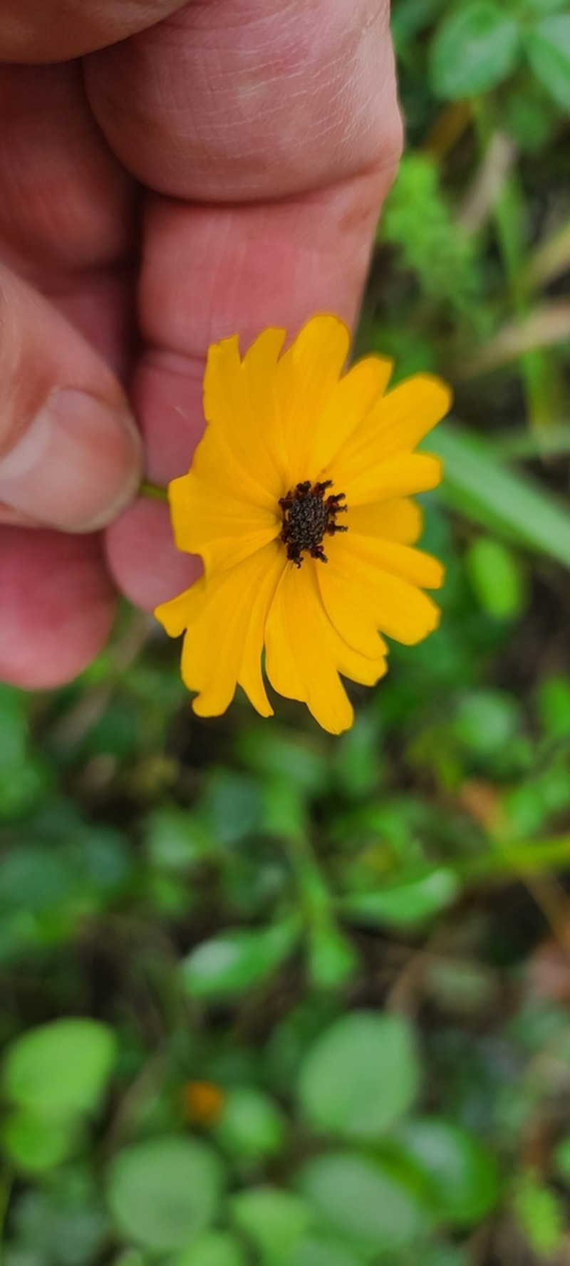 Fringeleaf Tickseed photo 8