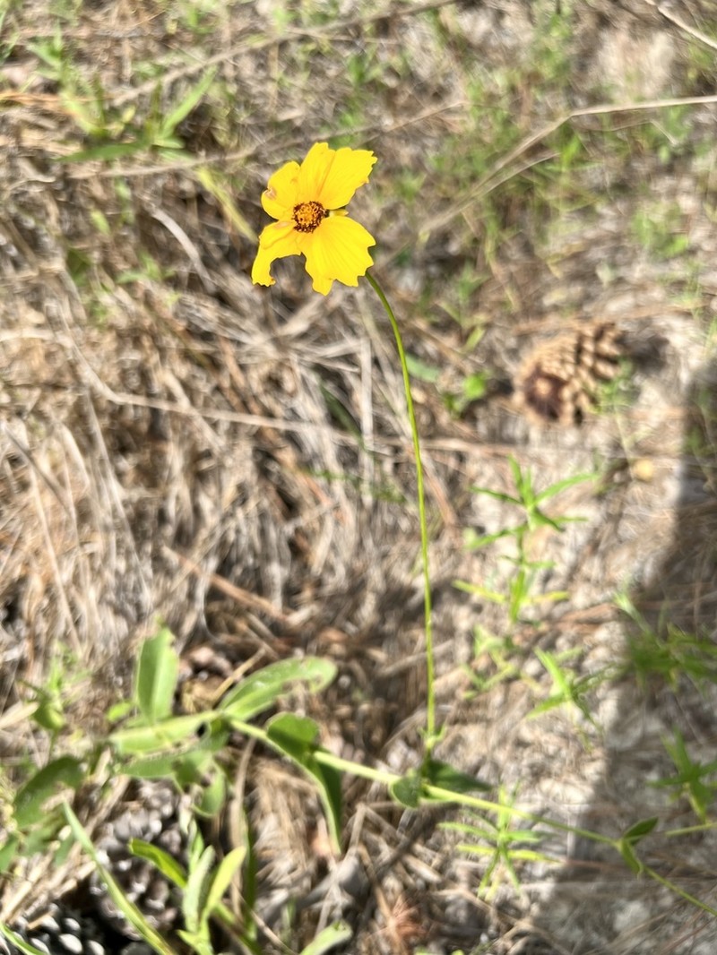 Goldenwave Tickseed