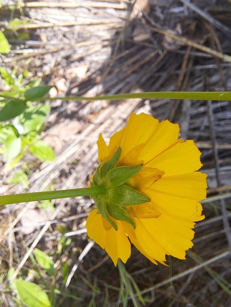 Goldenwave Tickseed photo 2
